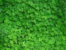 Aenean commodo ligula eget dolor Aenean commodo ligula eget dolor